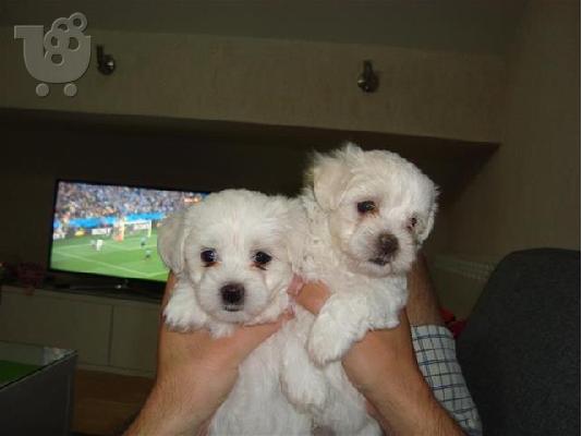 Maltese - Μαλτέζ καθαροαιμα και υιγιεστατα κουταβια στις καλυτερες ΑΘΗΝΑ 6979314054...